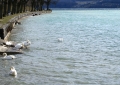 Thun_022